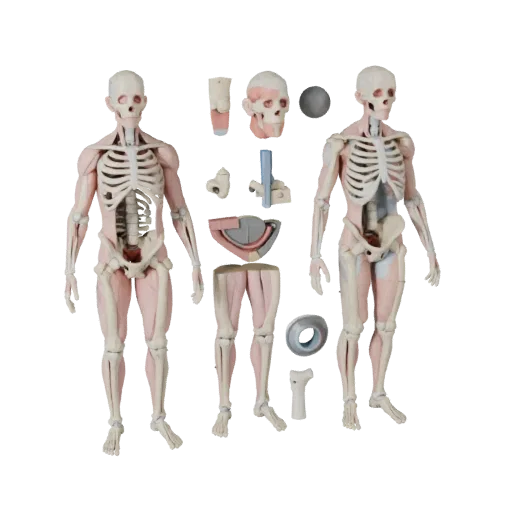 Human Joint Anatomy Kit Stylized 3D model, stylized isometric render, showing neutral educational colors, form detail.