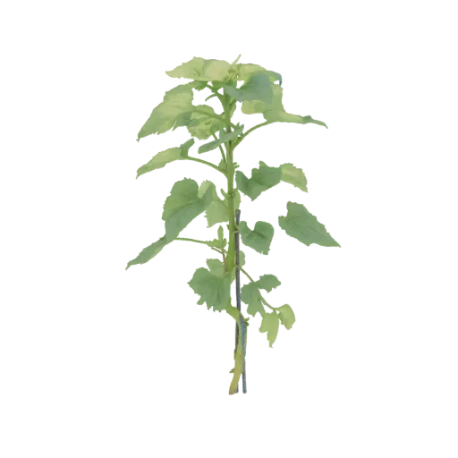 3D model of a young sunflower plant with green leaves and a support stake, set against a white background.