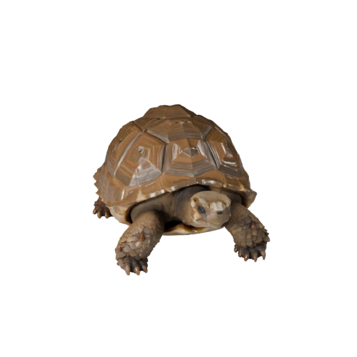 Modelo 3D de Tartaruga-das-Galápagos Baixo Poli - Asset de Jogo Unity com FBX