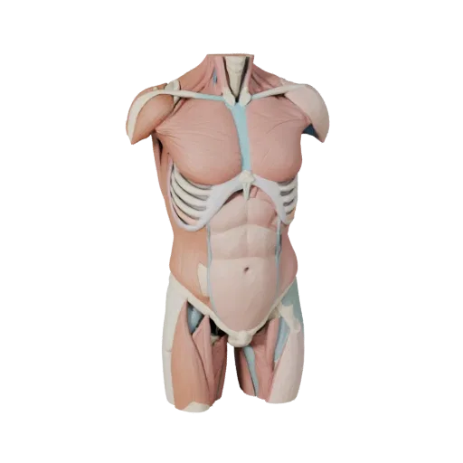 Human Torso Anatomy Kit Stylized 3D model, stylized isometric render, showing neutral educational colors, form detail.