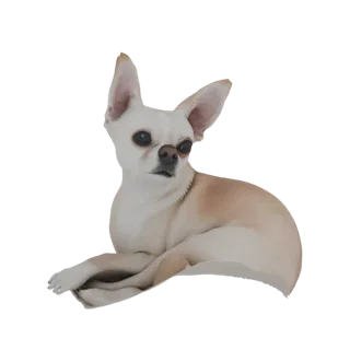 3D model of a white and tan Chihuahua dog lying down with its head slightly raised and ears perked.
