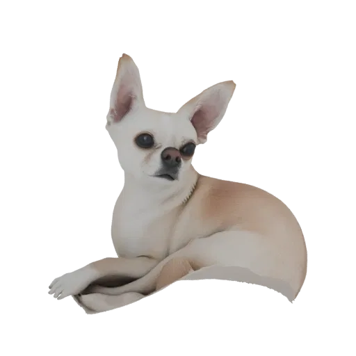 3D model of a white and tan Chihuahua dog lying down with its head slightly raised and ears perked.