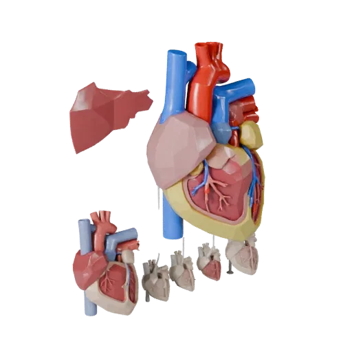 Vascular Heart Low Poly 3D model, game viewport three-quarter view, showing soft tissue colors, organ silhouette.