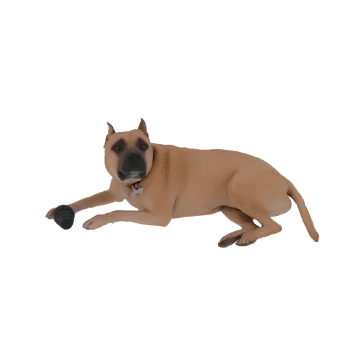 3D model of a tan Pitbull mix dog lying down, looking at the camera with a dark toy between its paws.