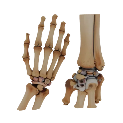 Joint Hand Bones High Poly 3D model, close-up studio render, showing bone surfaces, skeletal landmarks.