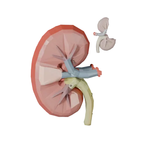 Healthy Kidney Low Poly 3D model, game viewport three-quarter view, showing soft tissue colors, organ silhouette.