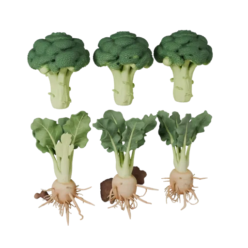 Organic Broccoli Head Product Viz 3D model, three-quarter studio product render, showing leaf veins, form detail.