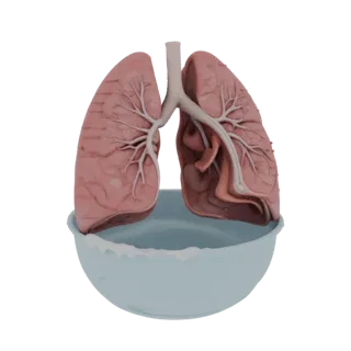 Teaching Lung Education 3D model, three-quarter training render, showing soft tissue colors, organ silhouette.