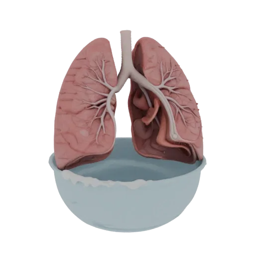 Modèle 3D éducatif de Poumon Pédagogique, rendu de formation en trois quarts, montrant les couleurs des tissus mous, la silho