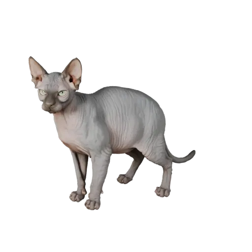 Realistic Sphynx Cat 3D Model - Rigged PBR Asset for Games