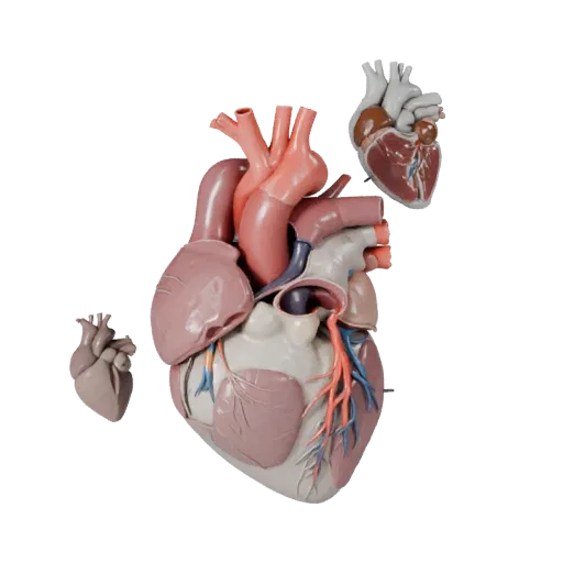 Vascular Heart Stylized 3D model, stylized isometric render, showing soft tissue colors, organ silhouette.