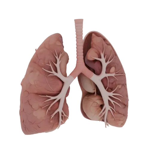 Healthy Lung High Poly 3D model, close-up studio render, showing soft tissue colors, organ silhouette.