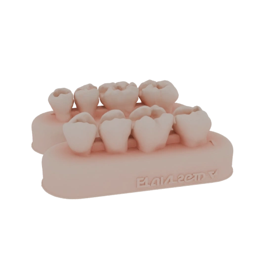 Dental Model with Teeth