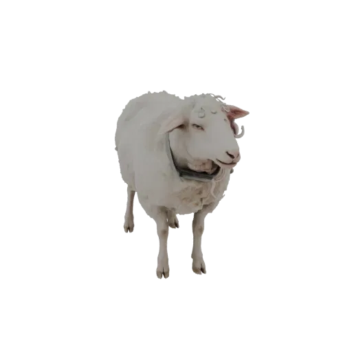 Modèle 3D d'un mouton blanc avec un collier gris, debout et regardant légèrement sur le côté.