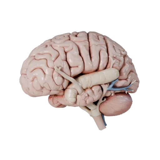 Healthy Brain Stylized 3D model, stylized isometric render, showing soft tissue colors, organ silhouette.