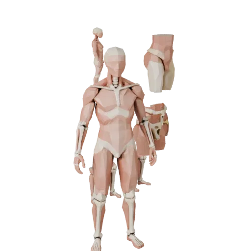 Modular Joint Anatomy Kit 3D model, game viewport three-quarter view, showing neutral educational colors, form detail.
