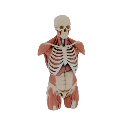 Classroom Torso Anatomy Kit High Poly 3D model, close-up studio render, showing neutral educational colors, form detail.