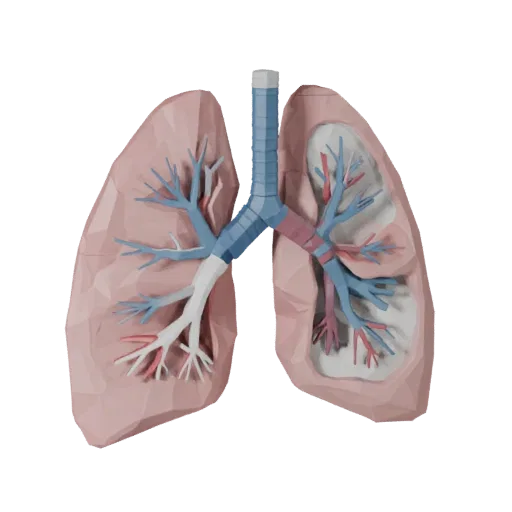 Vascular Lung Low Poly 3D model, game viewport three-quarter view, showing soft tissue colors, organ silhouette.