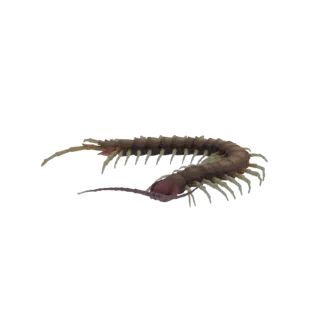 3D model of a brown centipede curled up, showing its segmented body and legs.