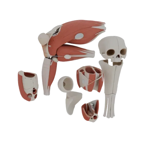 Modelo 3D do Kit de Anatomia Muscular Modular, renderização de treinamento em três quartos, mostrando cores educacionais neutras, detalhe da forma.