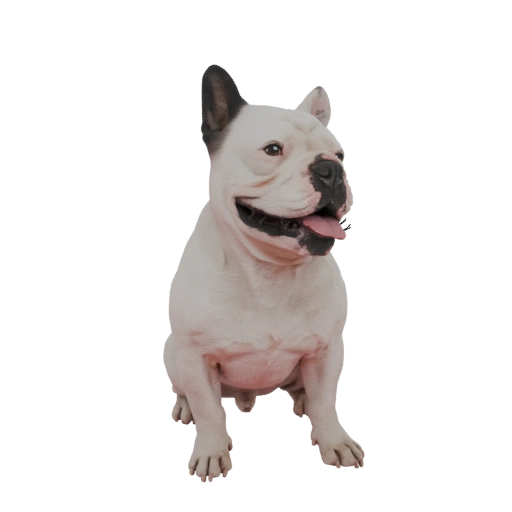 French Bulldog Sitting