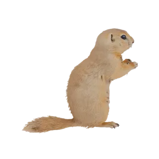 Modello 3D di un cane della prateria in piedi sulle zampe posteriori, rivolto verso destra con le zampe anteriori sollevate.