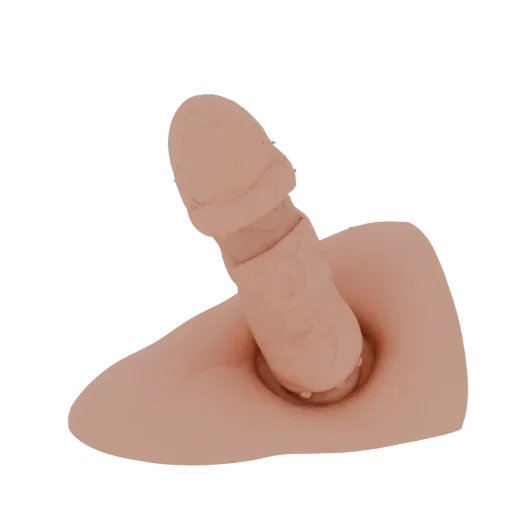 Realistic 3D phallus model with detailed skin texture, standing on a flat base.