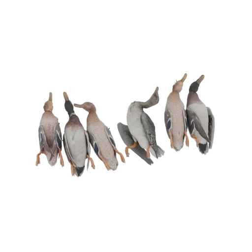 A set of six realistic 3D models of mallard duck decoys arranged in various natural poses.