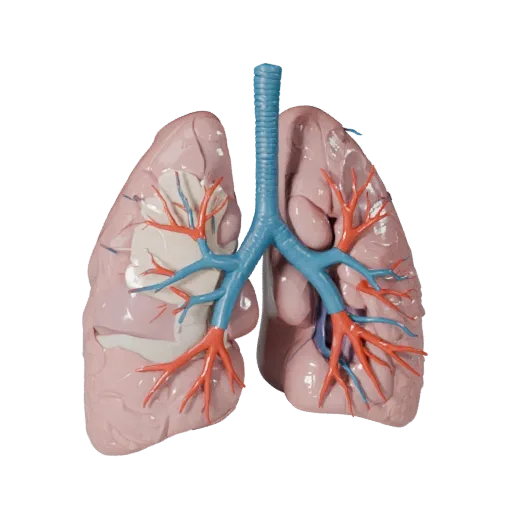 Vascular Lung Stylized 3D model, stylized isometric render, showing soft tissue colors, organ silhouette.