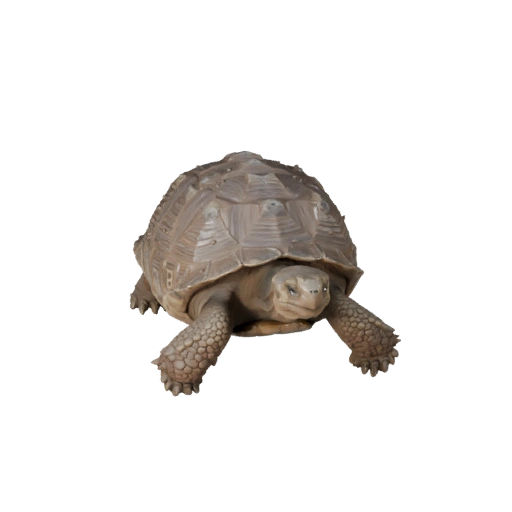 Modelo 3D de Tartaruga-das-galápagos para Unity - Asset Pronto para Jogo, FBX