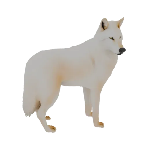 A realistic 3D model of a white wolf standing, with detailed fur and alert eyes, against a black background.