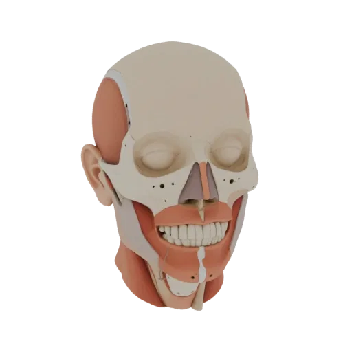 Modular Head Anatomy Kit High Poly 3D model, close-up studio render, showing neutral educational colors, form detail.