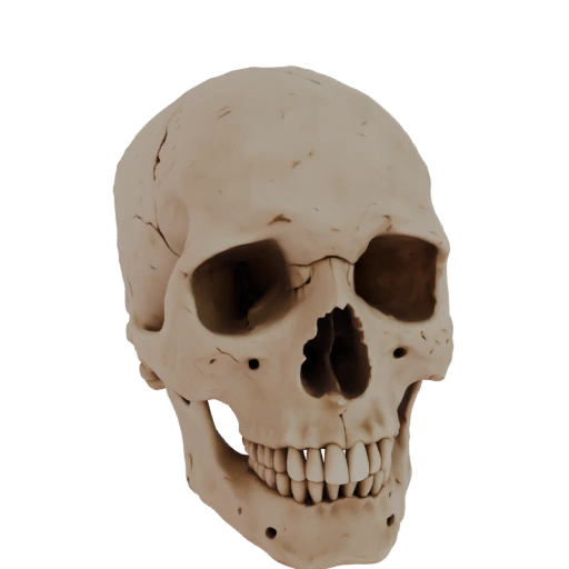 Detailed Human Skull without Lower Jaw