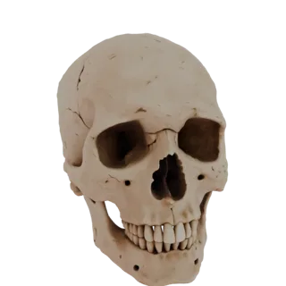Modello 3D teschio umano senza mandibola, vista frontale