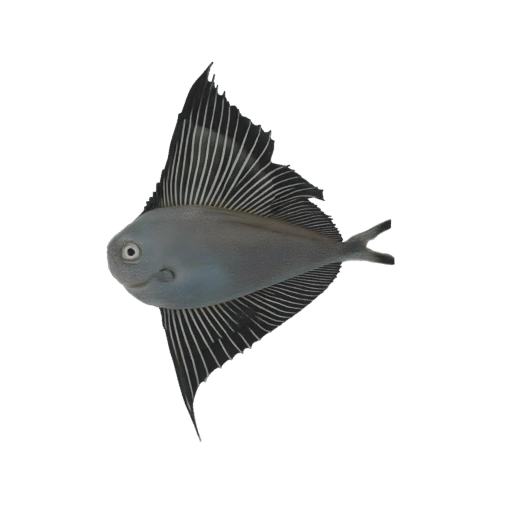 Sailfish 3D Model