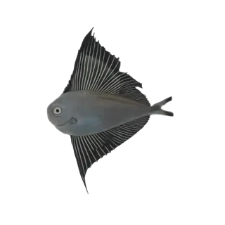 A 3D model of a sailfish with its distinctive dorsal fin extended, set against a black background.