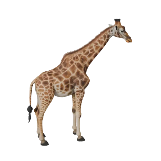 Modèle 3D de girafe, vue latérale caméra de jeu, actif animalier prêt pour Unity avec rupture de surface, rythme corporel, fo