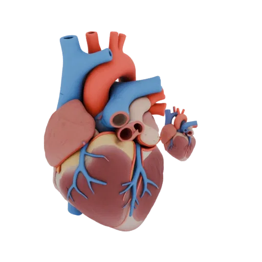 Healthy Heart Realistic 3D model, three-quarter studio render, showing soft tissue colors, organ silhouette.