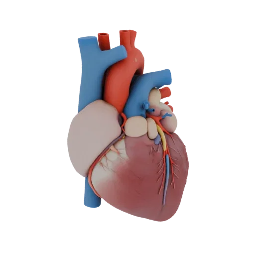 Teaching Heart Realistic 3D model, three-quarter studio render, showing soft tissue colors, organ silhouette.