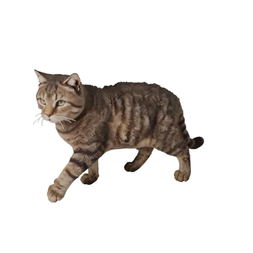 Modèle 3D de chat Ragdoll réaliste, rendu animalier de profil, asset animalier prêt pour l'animation avec flux de colonne ver