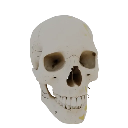 Joint Skull Education 3D model, three-quarter training render, showing bone surfaces, skeletal landmarks.