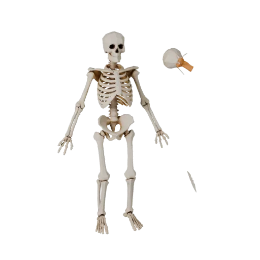Full Body Skeleton Low Poly 3D model, game viewport three-quarter view, showing bone surfaces, skeletal landmarks.
