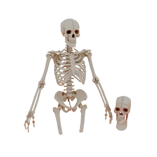Spine Skeleton 3D model, three-quarter front view, AR viewer studio render, showing bone surfaces, skeletal landmarks.