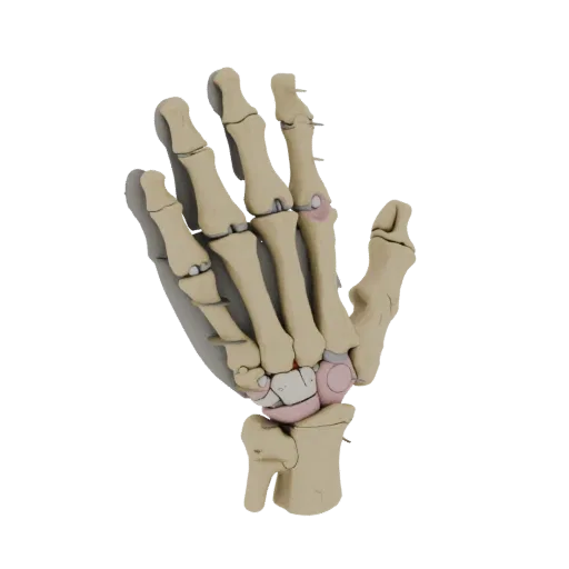 Spine Hand Bones Printable 3D model, isometric STL render, showing bone surfaces, skeletal landmarks.