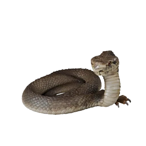 Modèle 3D réaliste de serpent à sonnettes, rendu de vie sauvage en vue latérale, atout animal prêt pour l'animation avec moti