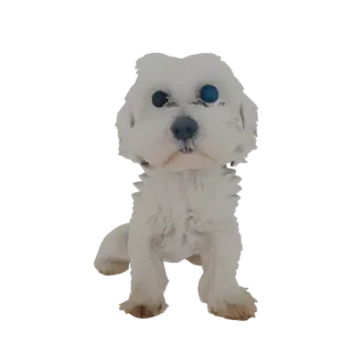 3D model of a fluffy white Maltese dog sitting down, with bright blue eyes and a soft fur texture.