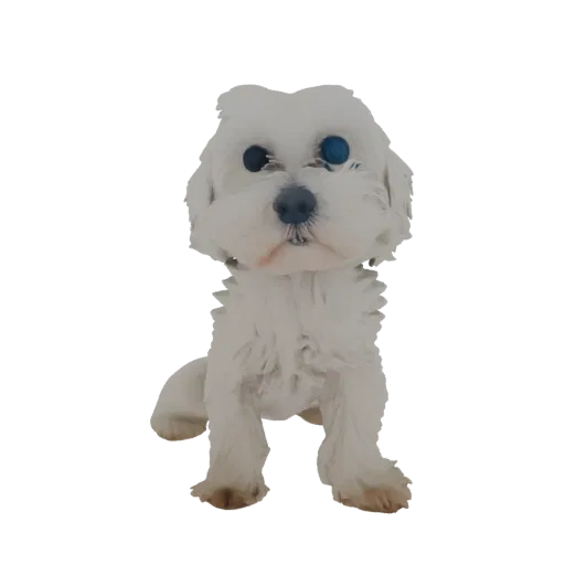 3D model of a fluffy white Maltese dog sitting down, with bright blue eyes and a soft fur texture.