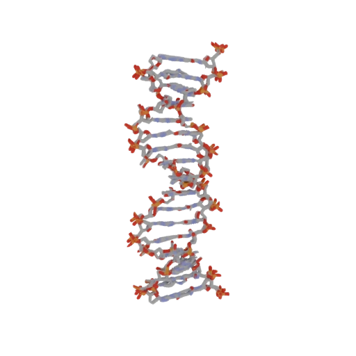 DNA Double Helix Model