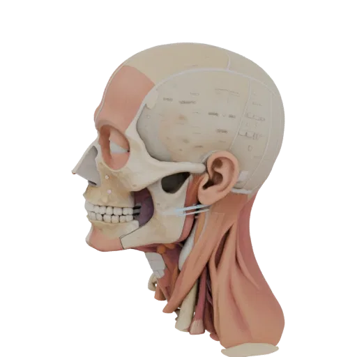 Modular Head Anatomy Kit 3D model, three-quarter training render, showing neutral educational colors, form detail.