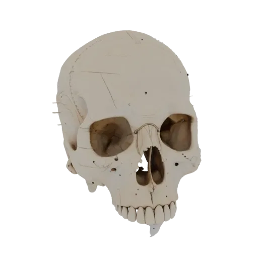 Full Body Skull Education 3D model, three-quarter training render, showing bone surfaces, skeletal landmarks.